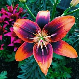 Meet your Posher, Ariel